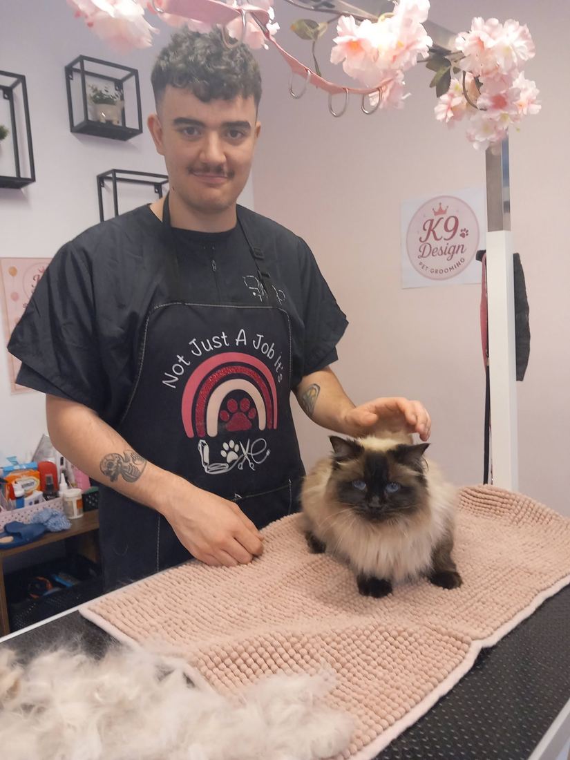 Groomer gently grooming a long-haired cat