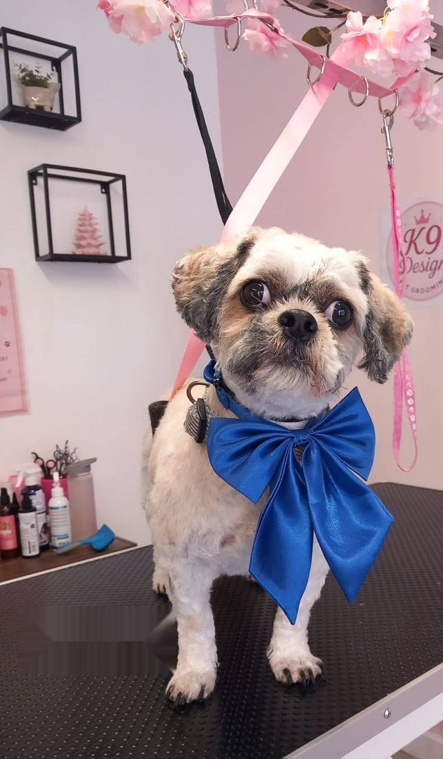 Freshly groomed dog wearing a smart blue bow