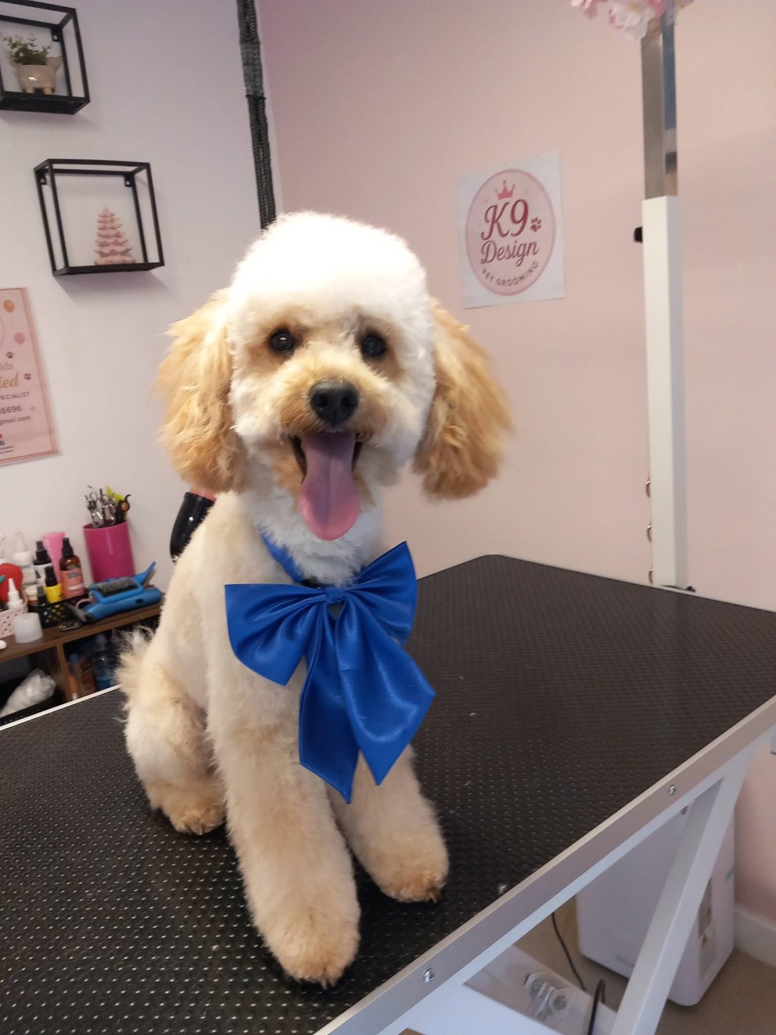 Happy freshly groomed poodle wearing a blue bow at K9 Design