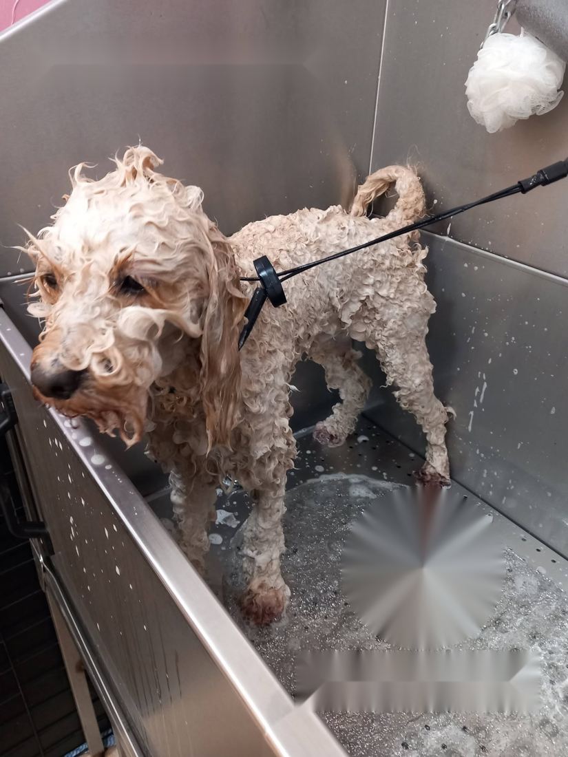 Dog enjoying a luxurious exfoliating spa bath