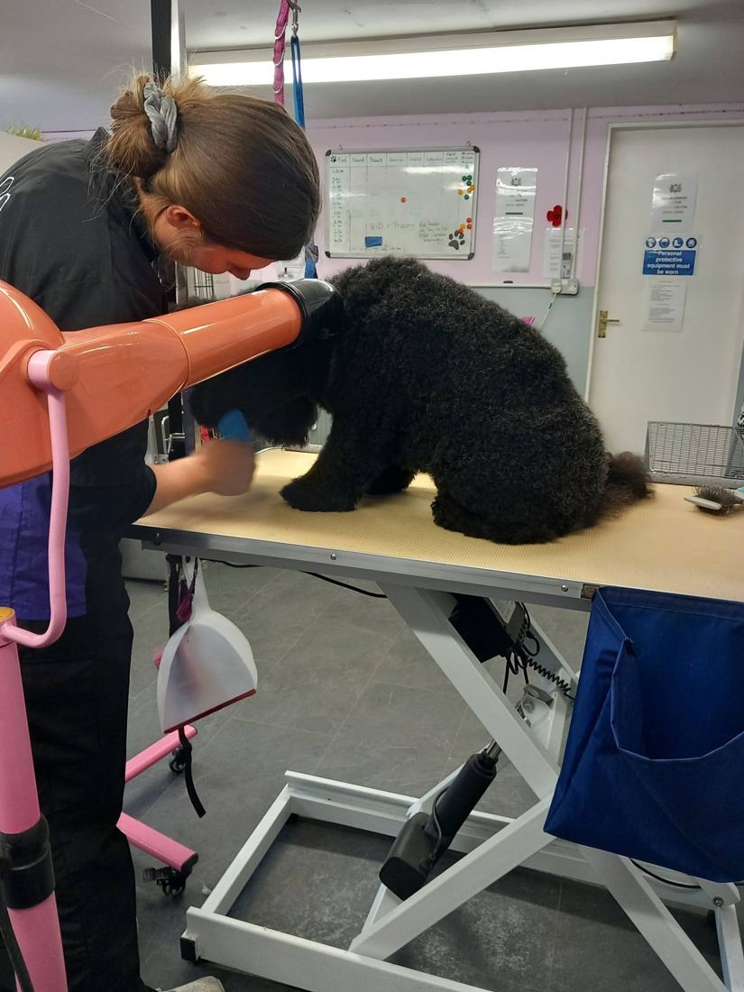 Groomer carefully blow-drying a black poodle